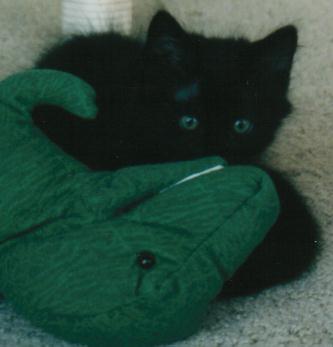 saku.jpg (12270 bytes)