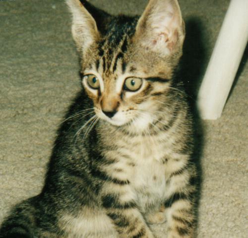 tobi.jpg (39190 bytes)